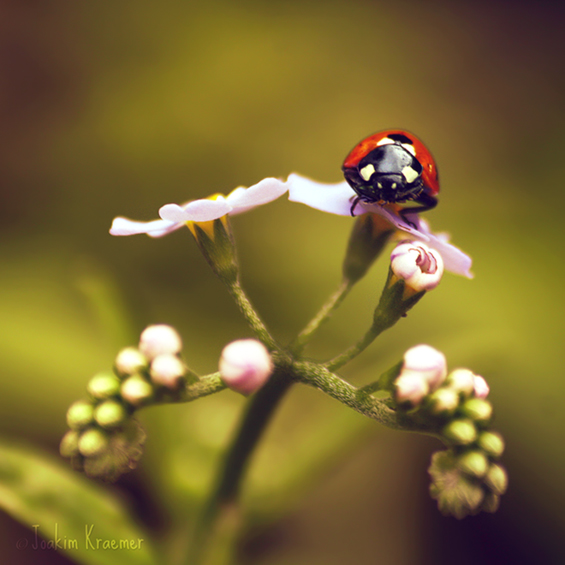 Боите на природата во макрофотографија
