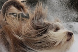 најбушавите кучиња во светот