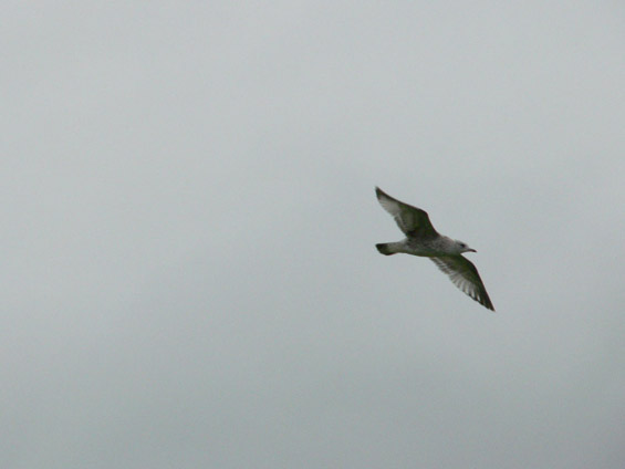 Џиновската патека - неоткриена ирска убавина