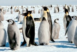 8 факти за пингвините