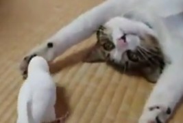 Кога мачето го сака папагалчето...