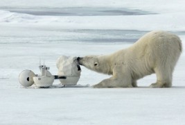 Шпион-камера помеѓу поларните мечки
