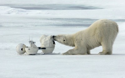 Шпион-камера помеѓу поларните мечки