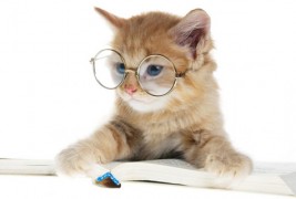 Слатки мачиња со очила