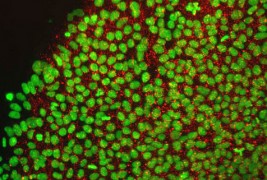 моќта на матичните клетки