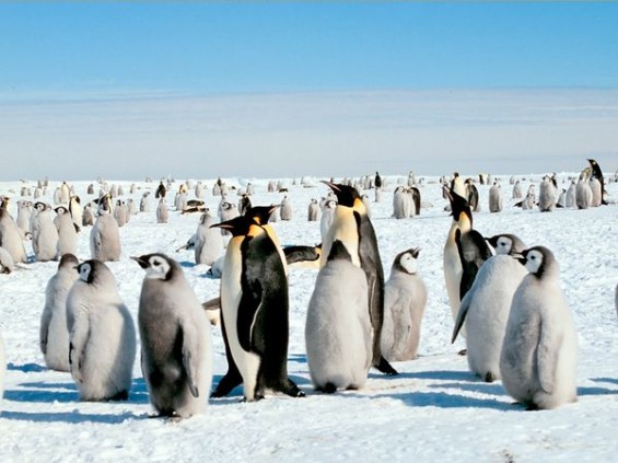 8 факти за пингвините