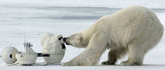 Шпион-камера помеѓу поларните мечки