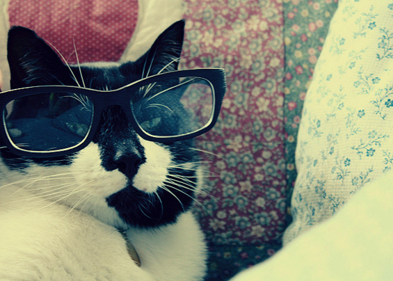Слатки мачиња со очила