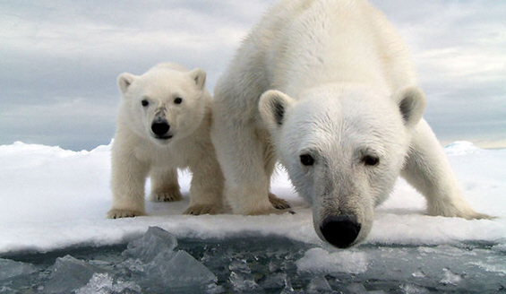 Шпион-камера помеѓу поларните мечки