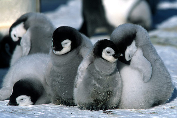 8 факти за пингвините