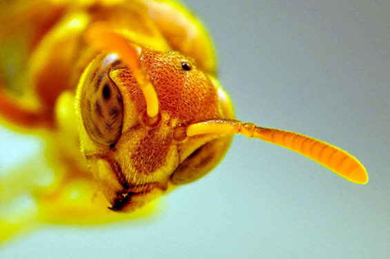 Корисни примени на кафето