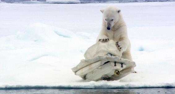 Шпион-камера помеѓу поларните мечки