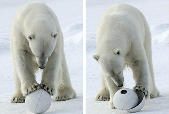 Шпион-камера помеѓу поларните мечки