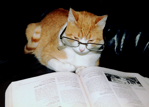 Слатки мачиња со очила