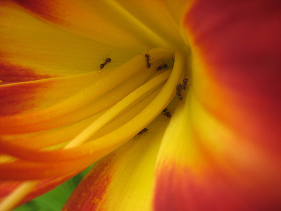 Корисни примени на кафето