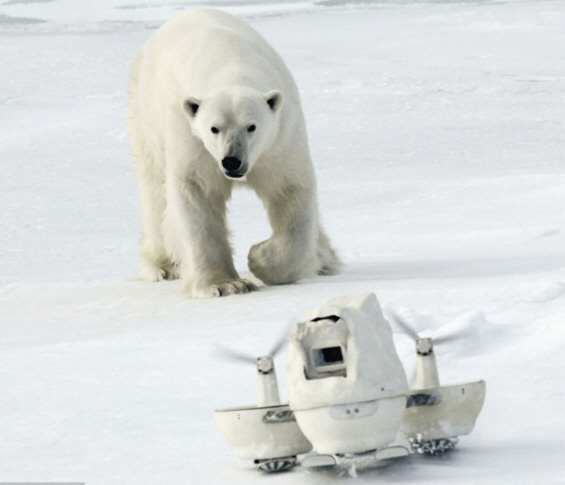 Шпион-камера помеѓу поларните мечки