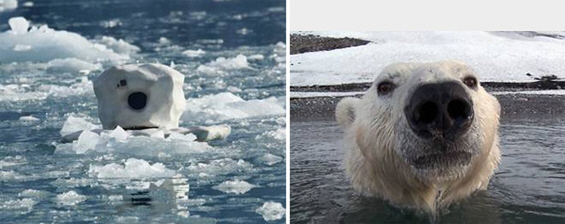 Шпион-камера помеѓу поларните мечки