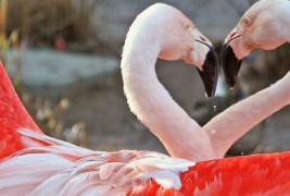 И животните се сакаат