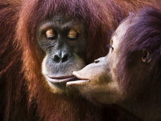 И животните се сакаат