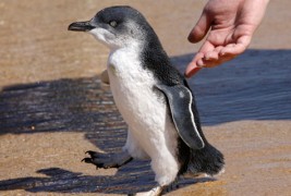 Пингвин кој има скокот?