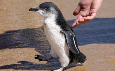 Пингвин кој има скокот?