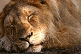 Животинскиот свет на Африка во ноќта