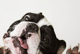 Слатки булдози