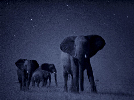Животинскиот свет на Африка во ноќта