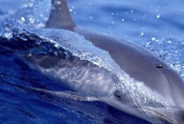 Неколку чудни и интересни факти за животните 2