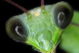 минијатурниот свет на инсектите