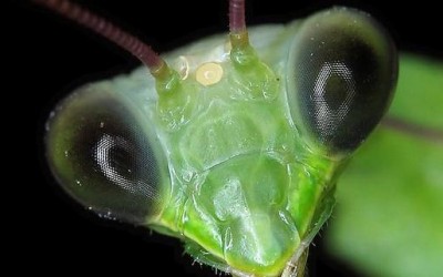 минијатурниот свет на инсектите