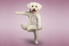 Преслатки кучиња вежбаат јога