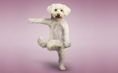 Преслатки кучиња вежбаат јога