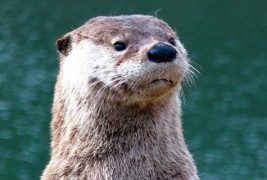 Преслатко детенце си игра со видра