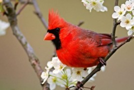 птици-гласници на пролетта