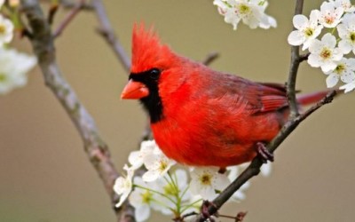 птици-гласници на пролетта