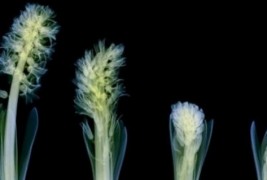 рентген слики од цвеќиња