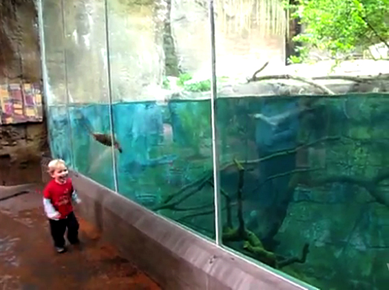 Преслатко детенце си игра со видра