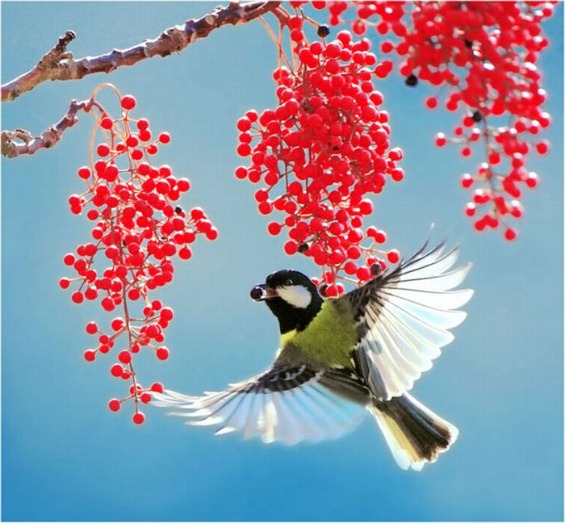 птици-гласници на пролетта