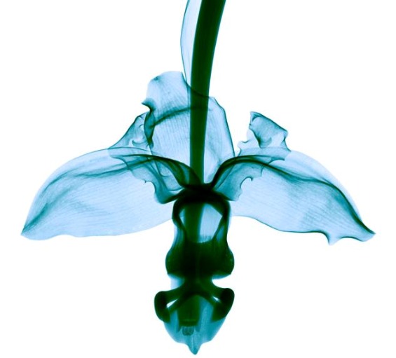 рентген слики од цвеќиња