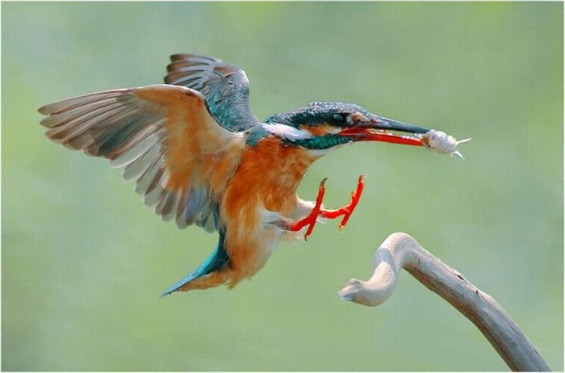 птици-гласници на пролетта