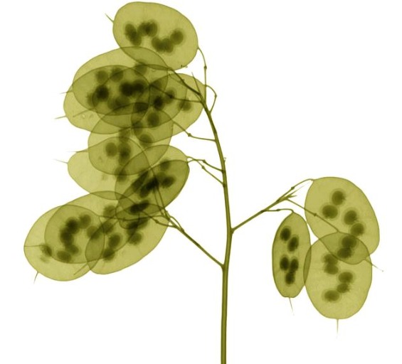 рентген слики од цвеќиња