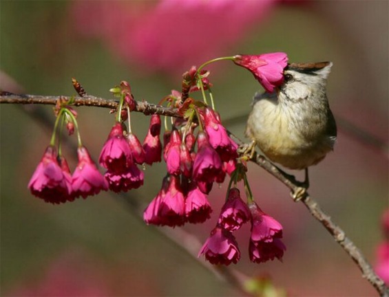 птици-гласници на пролетта