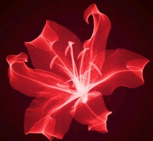 рентген слики од цвеќиња