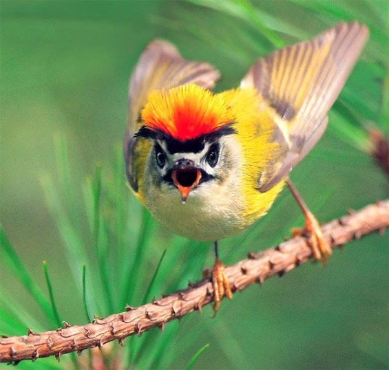 птици-гласници на пролетта