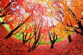 Како да направите прекрасни панорамски фотографии?