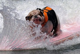 Натпревар помеѓу кучиња – сурфери на бранови