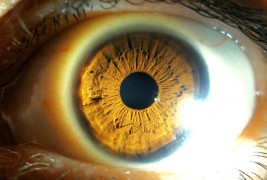 Уметничката страна на човечкото око