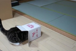 Мачка во кутија