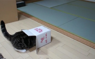 Мачка во кутија